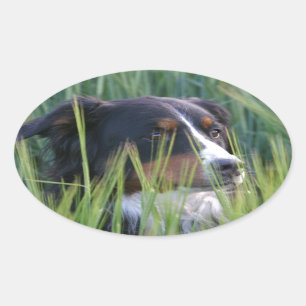 Adesivo Oval Cachorro Ovino na Grama
