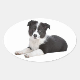 Adesivo Oval Cachorro Preto e Branco Border Collie Filhote