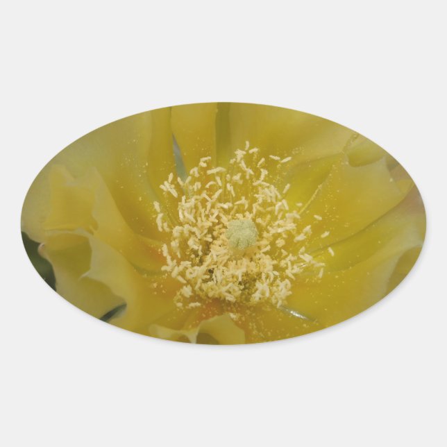 Adesivo Oval Cacto Amarelo em Flor (Frente)
