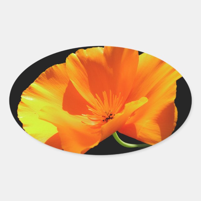 Adesivo Oval California Poppy (Frente)