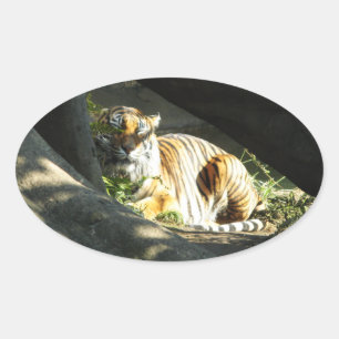 Adesivo Oval Capa de Tigre