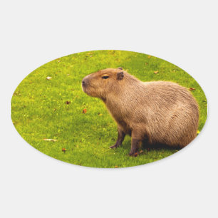 Adesivo Oval Capybara