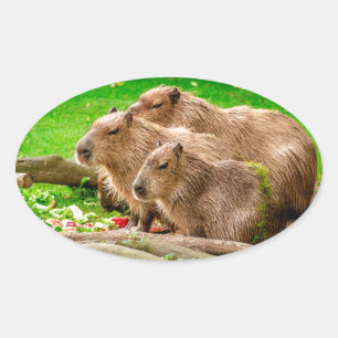 Adesivo Oval Capybara Trio