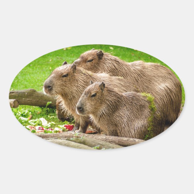 Adesivo Oval Capybara Trio (Frente)