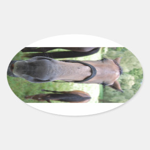 Adesivo Oval Cara de cavalo