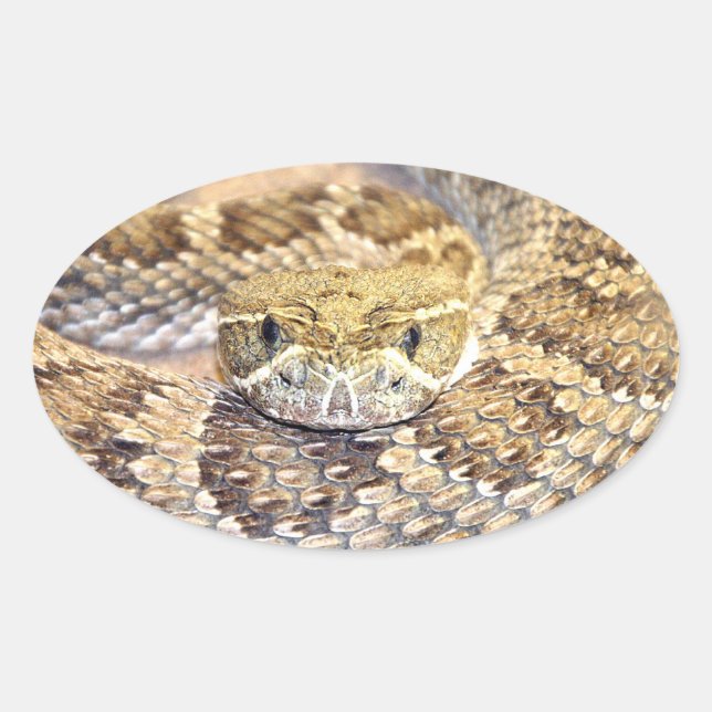 Adesivo Oval Cascavel (Frente)