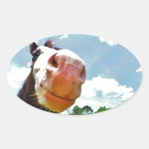 Adesivo Oval Cavalo de sorriso