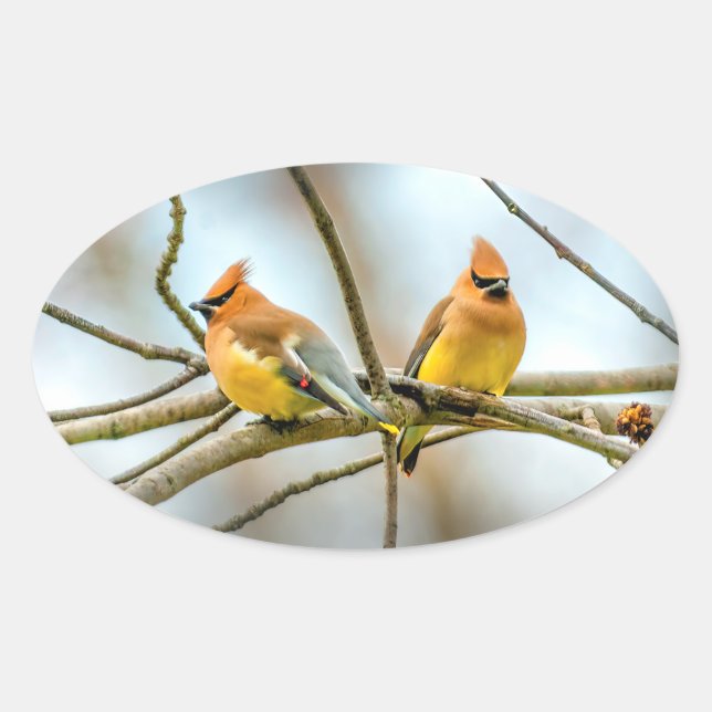 Adesivo Oval Cedar Waxwing - Foto Original (Frente)