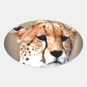 Adesivo Oval Cheetah Portrait, Lua Cheia: Graça da Natureza