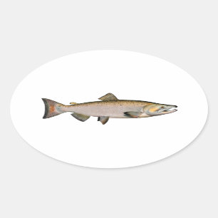 Adesivo Oval Chinook - rei salmões (que spawning a fase)