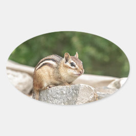 Adesivo Oval Chipmunk numa pedra