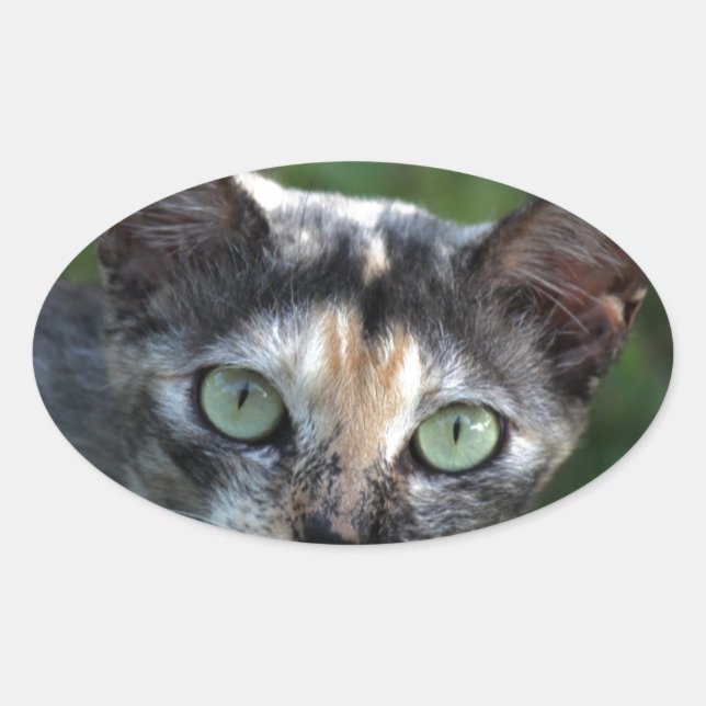 Adesivo Oval Cinza de Gato Branco Castanho com Olhos Verdes (Frente)