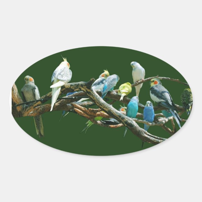 Adesivo Oval Cockatiels dos Parakeets N (Frente)