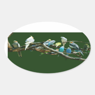 Adesivo Oval Cockatiels dos Parakeets N