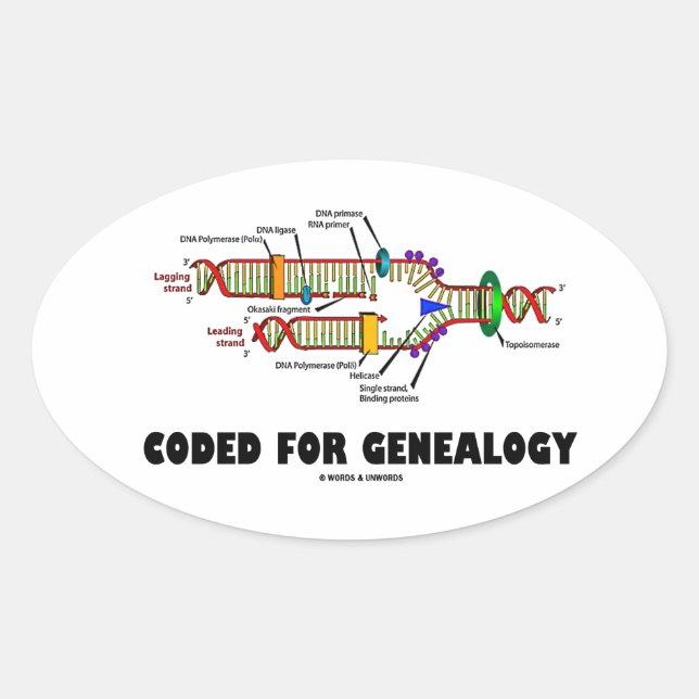 Adesivo Oval Codificado Para A Genealogia (Replicação De DNA) (Frente)
