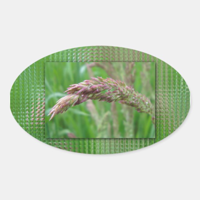 Adesivo Oval Como a grama cultiva palitos (Frente)