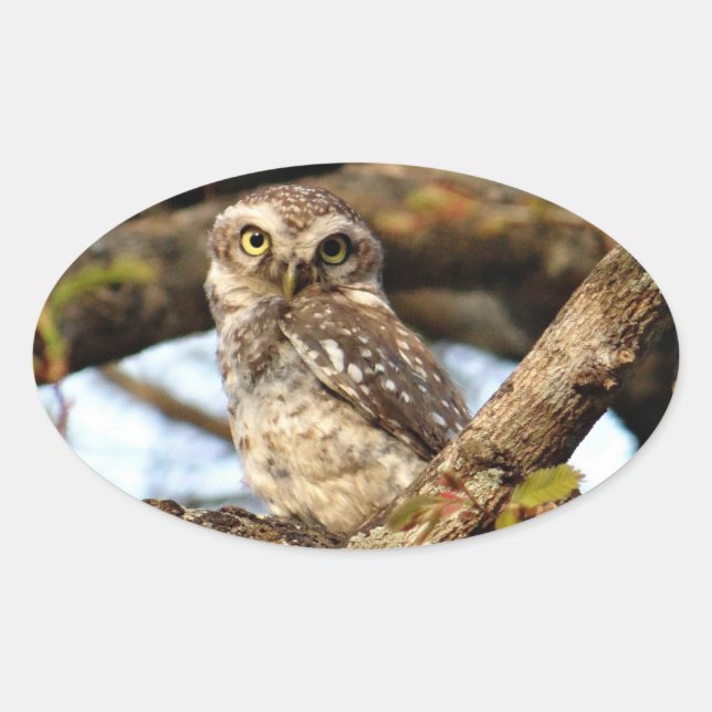 Adesivo Oval Coruja Aninhando (Frente)