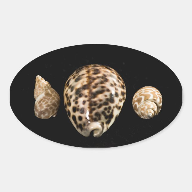 Adesivo Oval Cowrie Cones 2 Sticker (Frente)