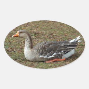 Adesivo Oval Cruzamento de Ganso Cisne Casarca