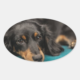 Adesivo Oval Dachshund bonito que estabelece