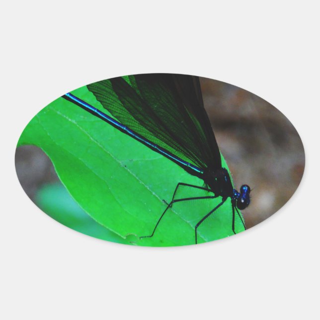 Adesivo Oval Damselfly azul em uma folha verde. (Frente)