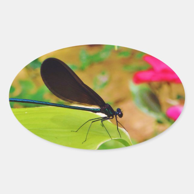 Adesivo Oval Damselfly e Rosa (Frente)