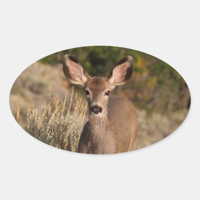 Adesivo Oval Deer Oval Sticker (Frente)