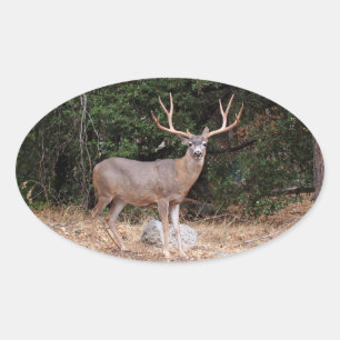 Adesivo Oval Deer Oval Sticker