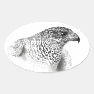 Adesivo Oval Desenho Goshawk
