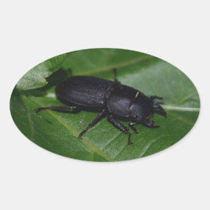 Adesivo Oval Dorcus parallelipipedus , o escaravelho inferior