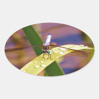 Adesivo Oval Dragonfly na folha de chuva