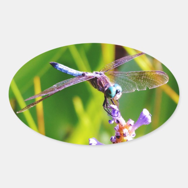 Adesivo Oval Dragonfly Teal & Purple (Frente)