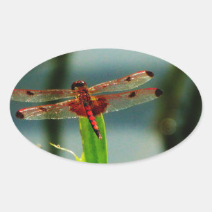 Adesivo Oval Dragonfly Vermelha e Negra
