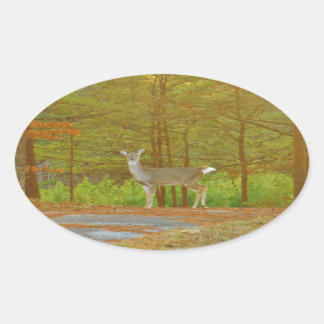 ADESIVO OVAL DSCF4041.JPG