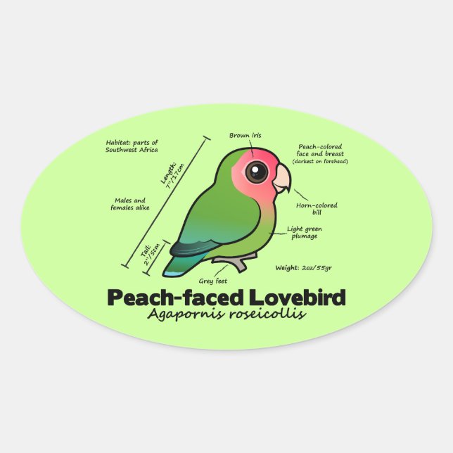 Adesivo Oval estatísticas Pêssego-enfrentadas do Lovebird (Frente)