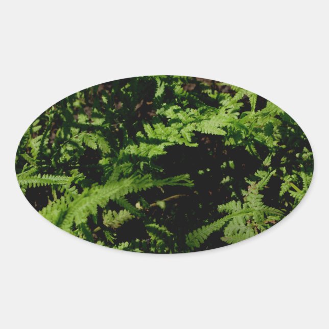 Adesivo Oval Ferns do Chão da Floresta (Frente)