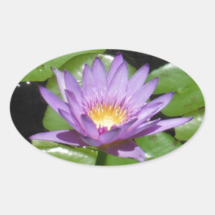 Adesivo Oval Flor de Havaí Lotus