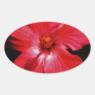 Adesivo Oval Flor de Hibiscus Vermelho Rosa-Quente a Preto