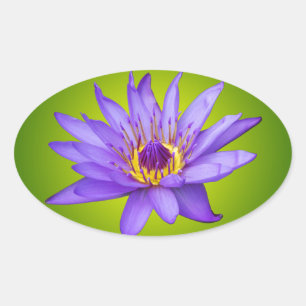 Adesivo Oval Flor de Lírio Aquático Roxo do Lago