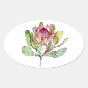 Adesivo Oval Flor do Protea