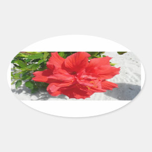 Adesivo Oval Flor Red Double Hibiscus