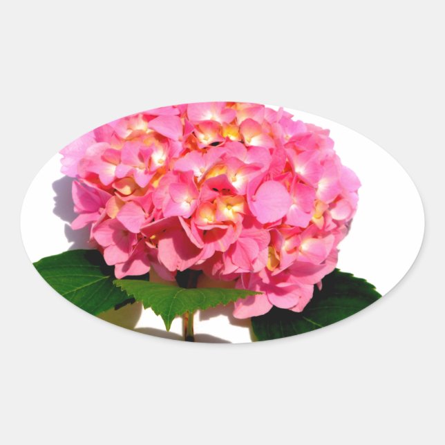 Adesivo Oval Flor rosa-rosa Hydrangea cor-de-rosa-rosa (Frente)