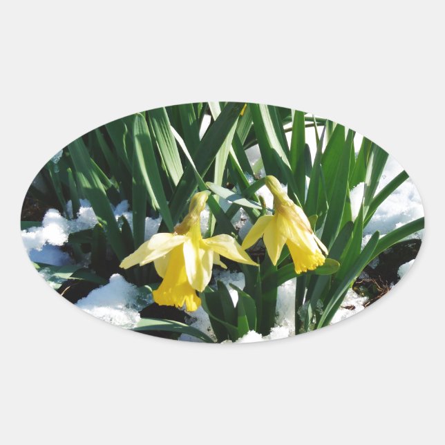 Adesivo Oval Flores amarelas Daffodils na neve (Frente)