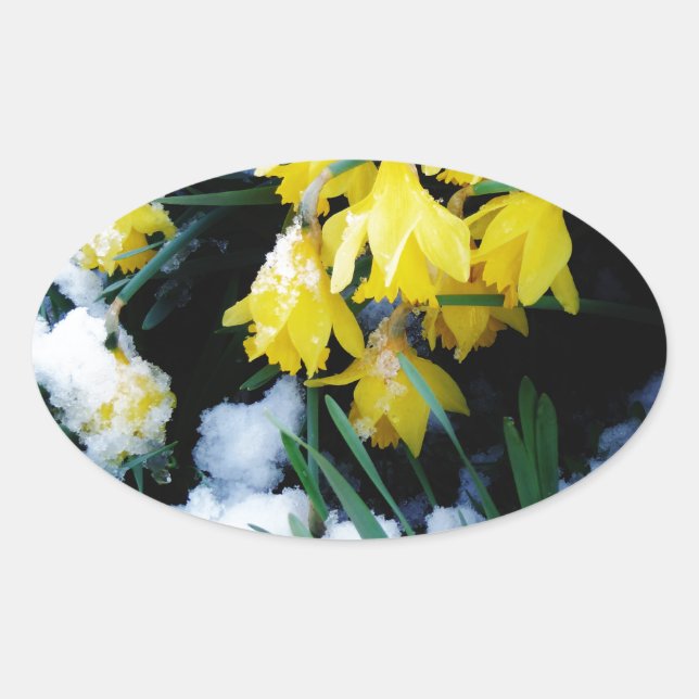 Adesivo Oval Flores amarelas Daffodils na neve (Frente)