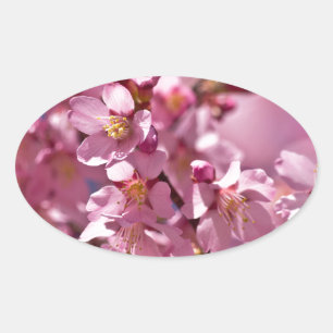 Adesivo Oval Flores de Cerejeira Sakura Beijadas pela Luz do So