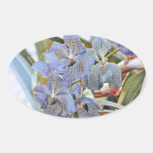 Flores de orquídea coloridas azul-lavandante