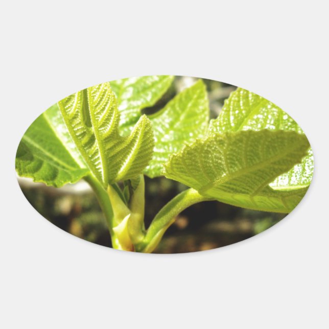 Adesivo Oval Folhas de fig (Frente)