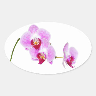 Adesivo Oval Fotografia brilhante do close up da orquídea