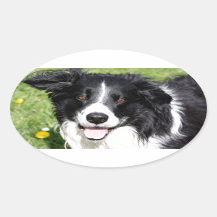 Adesivo Oval Fotografia de um cão feliz