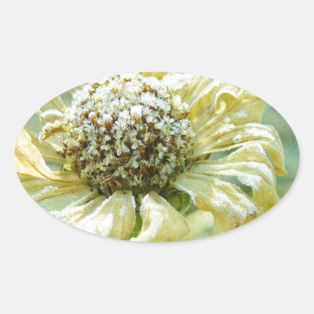 Adesivo Oval Frosty Zinna (Frente)
